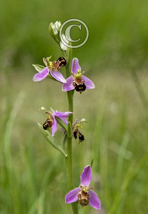 Bee Orchid DMO293